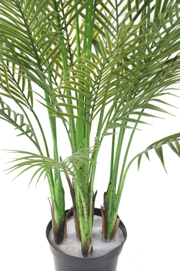 ARECA PALM MULTI TREE