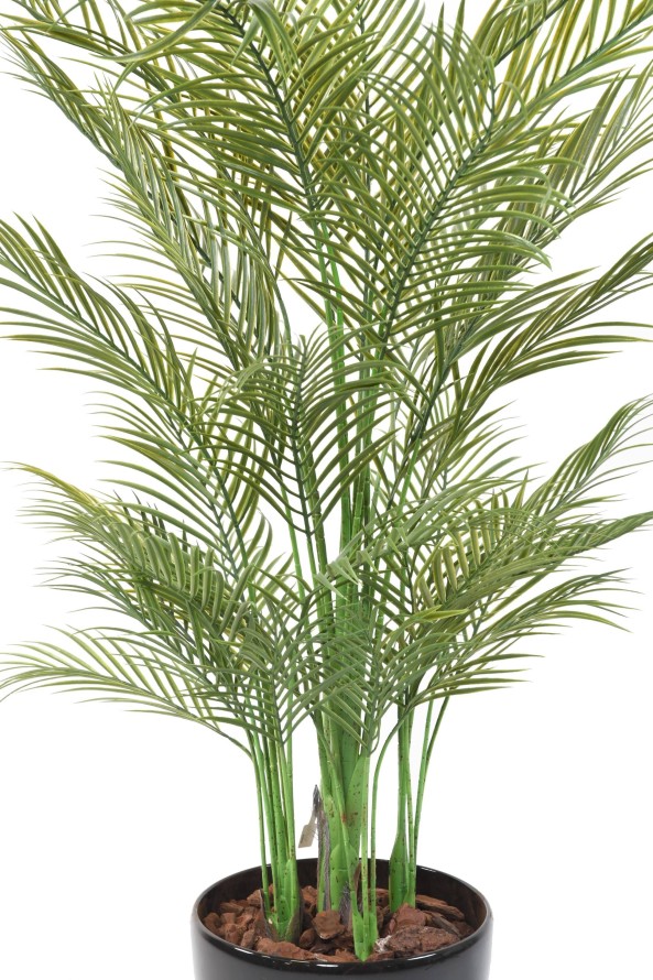 ARECA PALM MULTI TREE