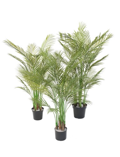 ARECA PALM MULTI TREE