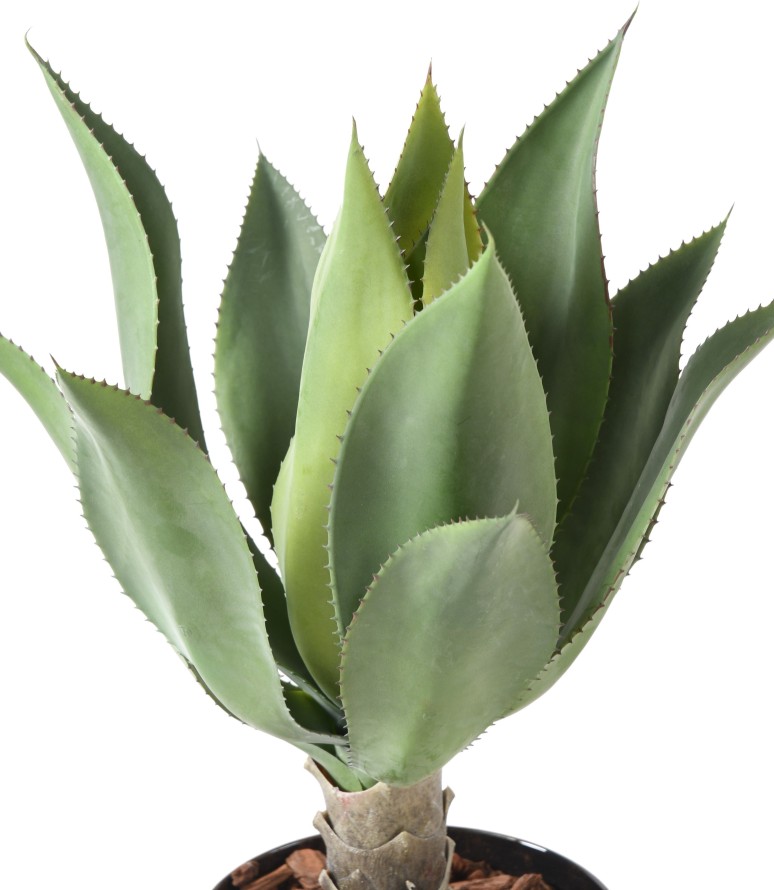AGAVE L
