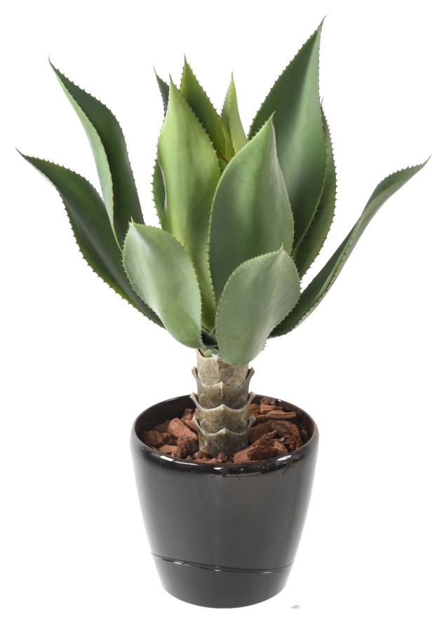 AGAVE L