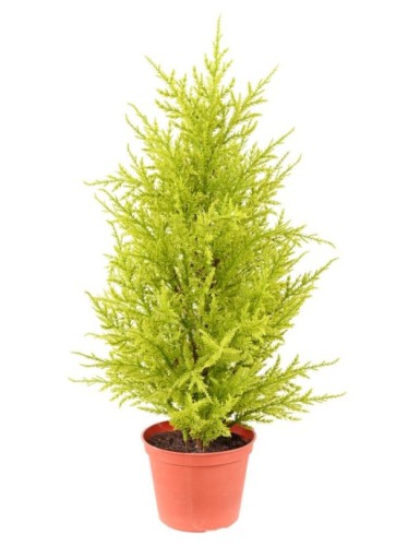 CEDRO LIMÓN (cupressus...