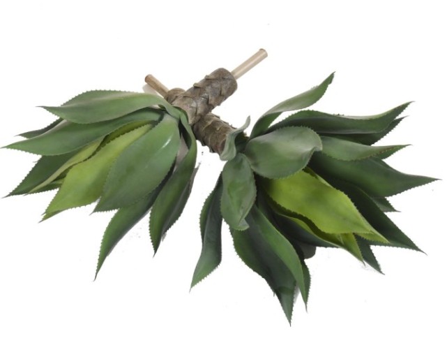 AGAVE L