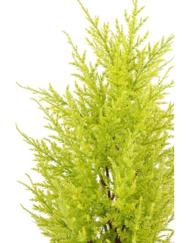 CEDRO LIMÓN (cupressus macrocarpa gold)