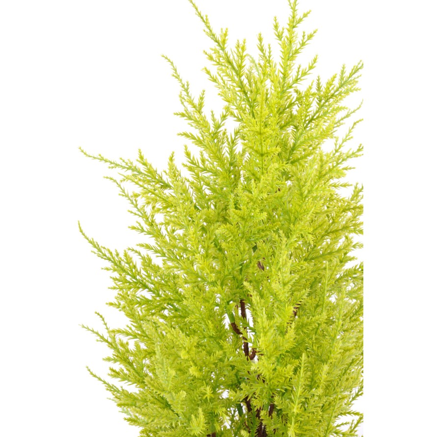 CEDRO LIMÓN (cupressus macrocarpa gold)