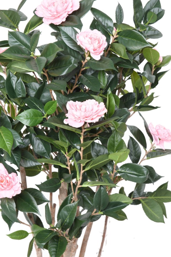 CAMELIA JAPONICA DOBLE NEW