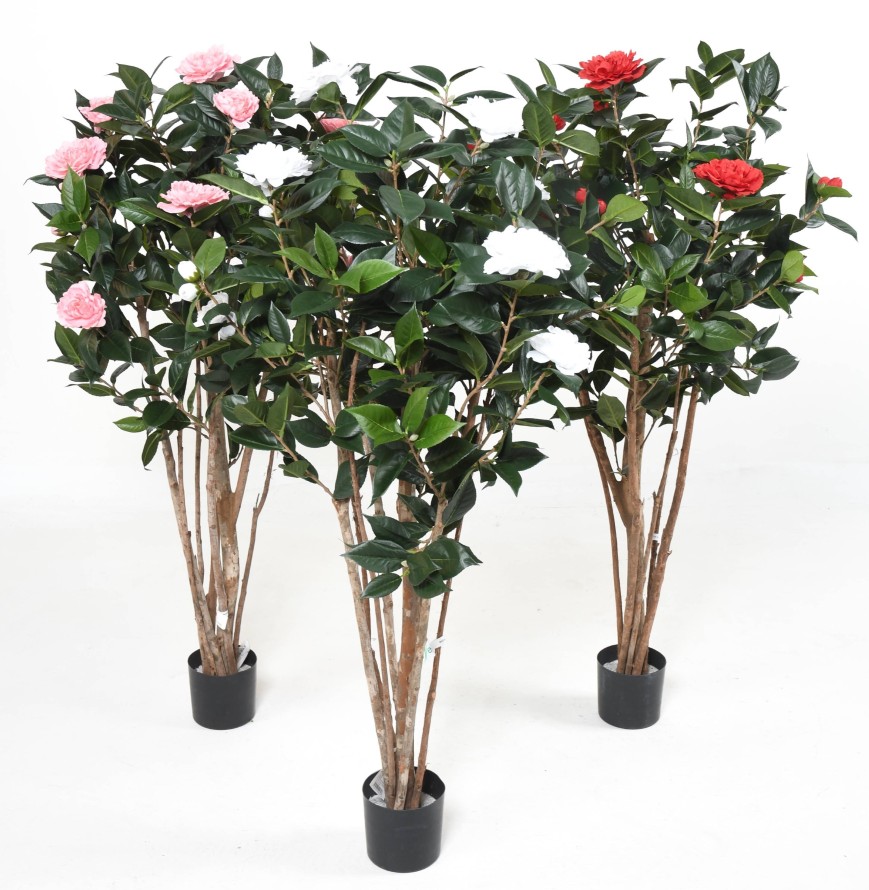 Kamelie JAPONICA DOUBLE NEW