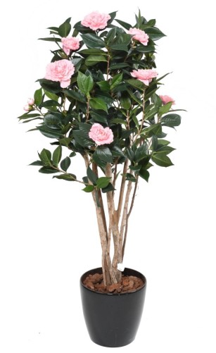 CAMELIA JAPONICA DOBLE NEW