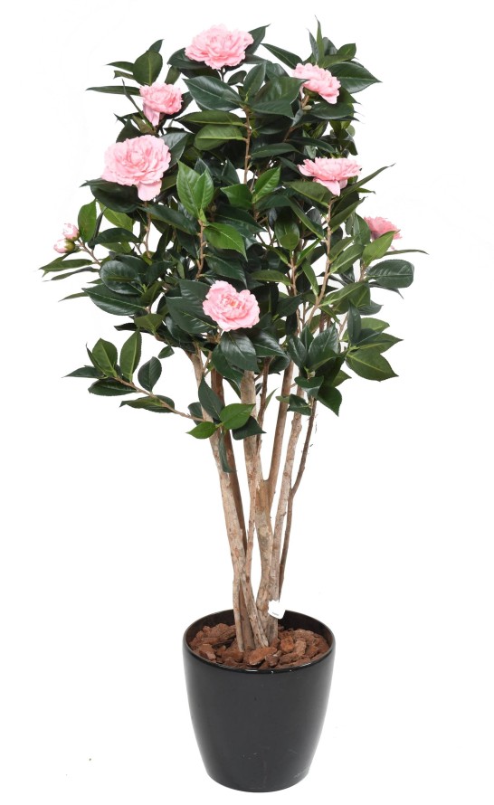 CAMELIA JAPONICA DOBLE NEW