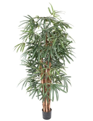 PALMERA RHAPIS EXCELSA