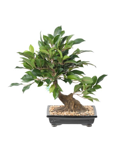 BONSAI FIKUS IN SCHALE