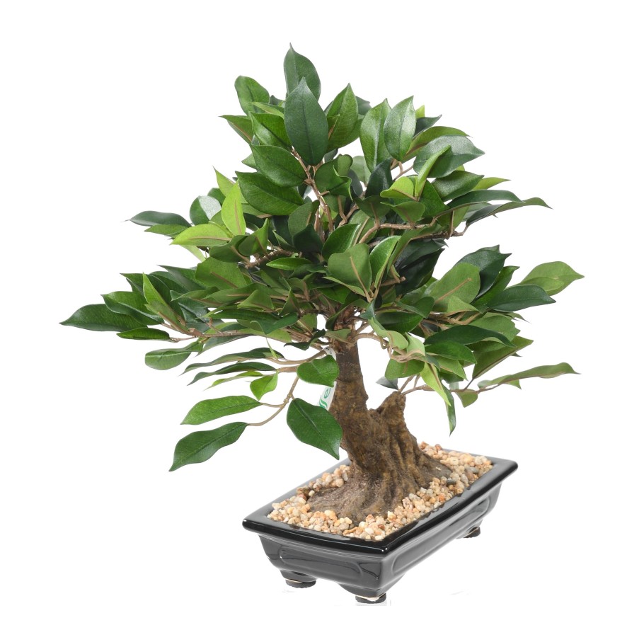 BONSAI FIKUS IN SCHALE