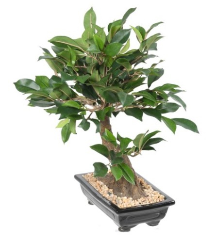BONSAI FIKUS IN SCHALE