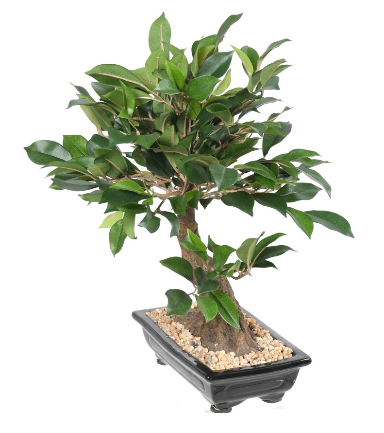 BONSAI FIKUS IN SCHALE