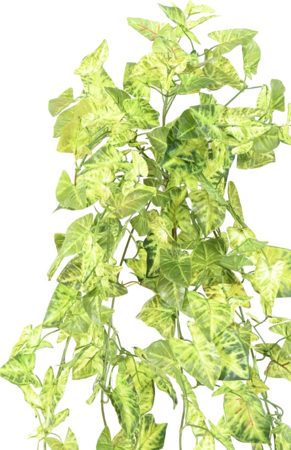 SYNGONIUM MINI COLGANTE 80