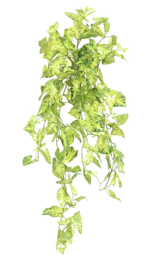 SYNGONIUM MINI COLGANTE 80