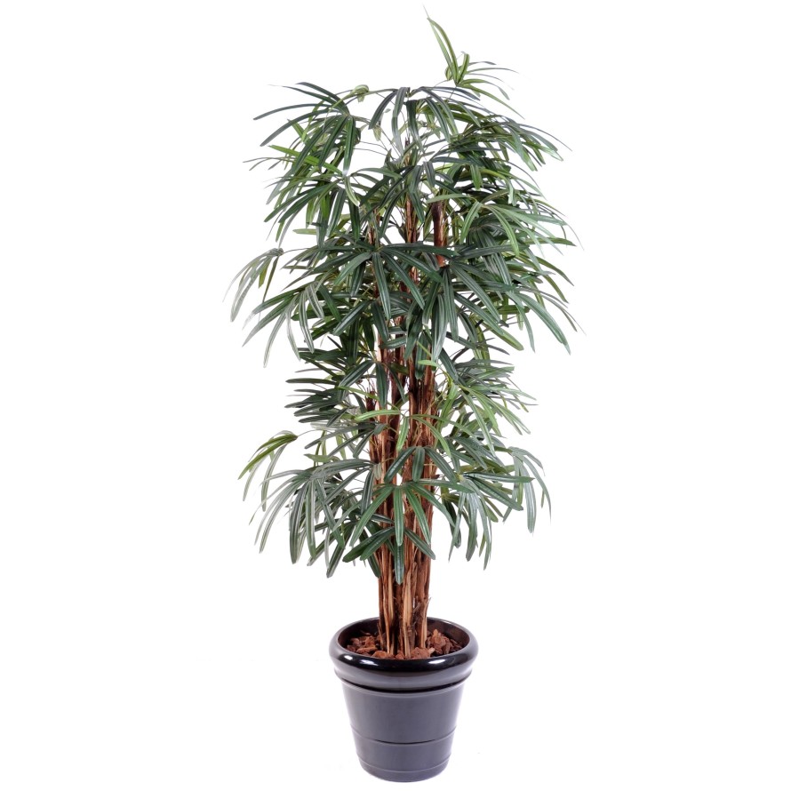 PALMERA RHAPIS EXCELSA