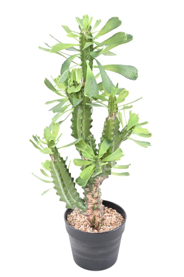EUPHORBIA LACTEA