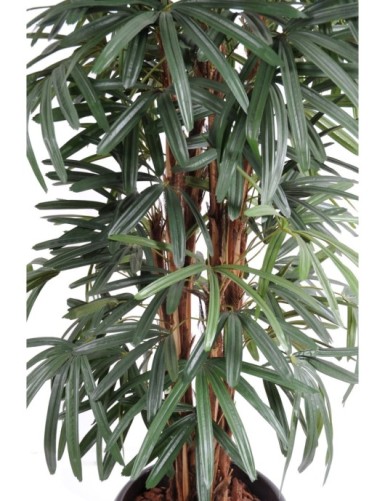 PALMERA RHAPIS EXCELSA