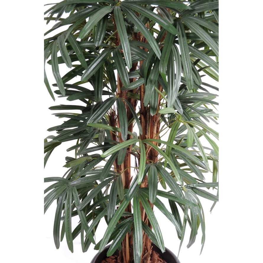 PALMERA RHAPIS EXCELSA