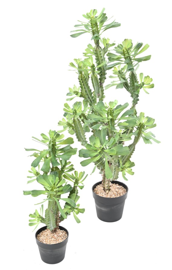 EUPHORBIA LACTEA