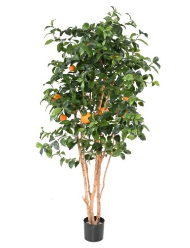ORANGENBAUM NEW