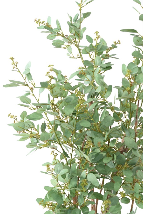 EUKALYPTUS 81 TREE BEEREN