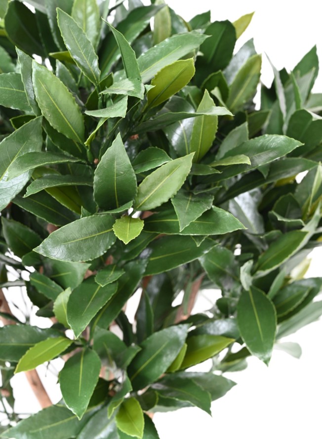 LAUREL COMÚN NEW TALLO ESFERA 130 RESISTENTE A LOS RAYOS UV