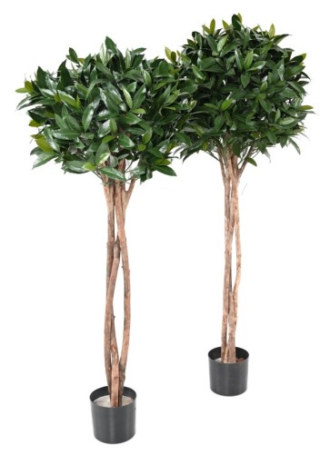 LORBEERBAUM NOBILIS NEW STAMM KUGEL 130 UV