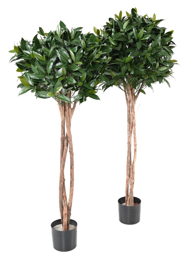 LORBEERBAUM NOBILIS NEW STAMM KUGEL 130 UV