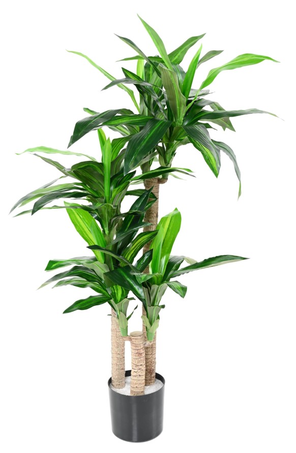 DRACAENA FRAGRANS 135 (on trunks)