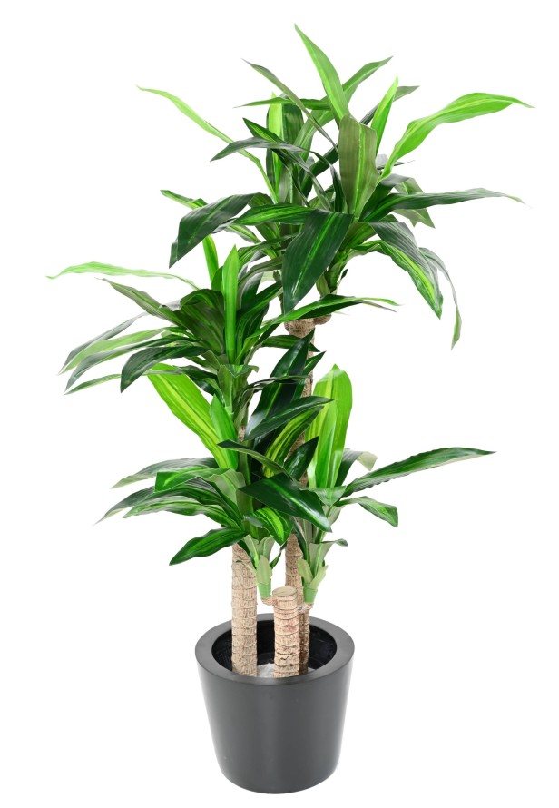 DRACAENA FRAGRANS 135 (sobre troncos)