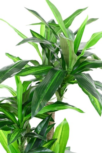 DRACHENBAUM FRAGRANS 135 (auf Stämmen)