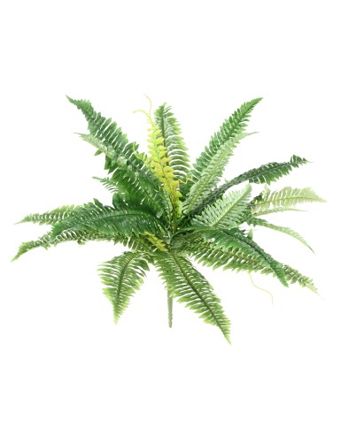 HELECHO *27 DIÁM. 55