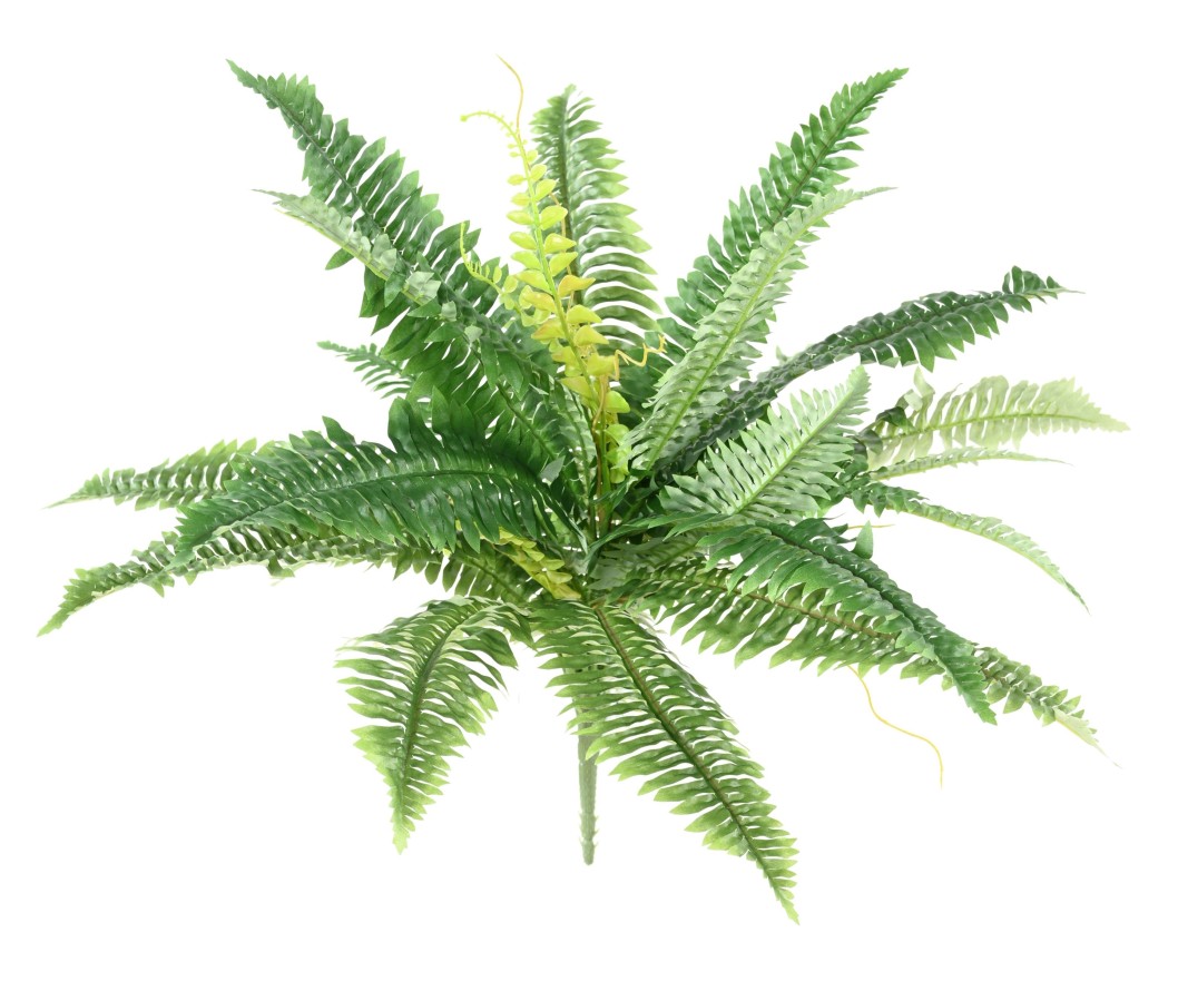 HELECHO *27 DIÁM. 55