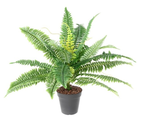 HELECHO *27 DIÁM. 55