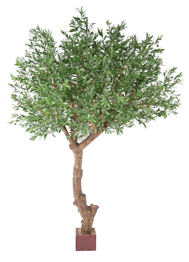 OLIVENBAUM GIANT KRONE PLAST 270 UV