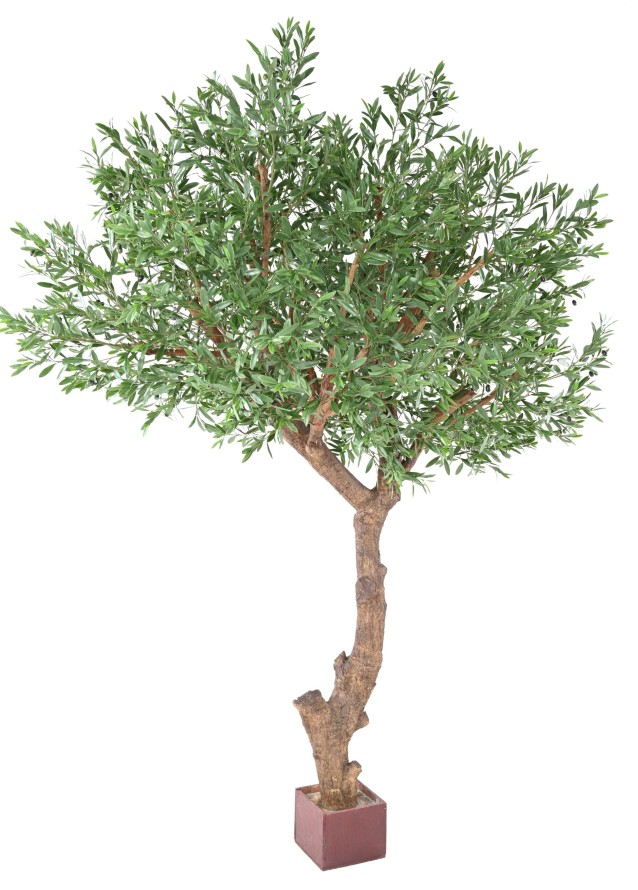 OLIVENBAUM GIANT KRONE PLAST 270 UV