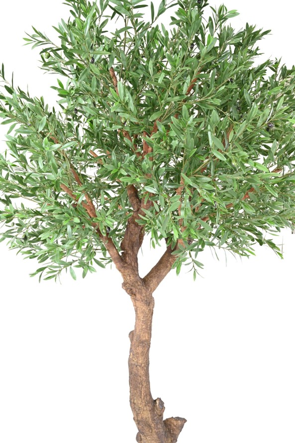 OLIVENBAUM GIANT KRONE PLAST 270 UV