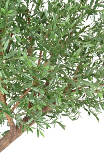 OLIVENBAUM GIANT KRONE PLAST 270 UV