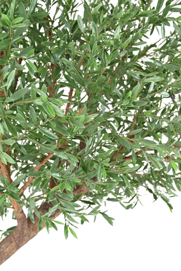 OLIVENBAUM GIANT KRONE PLAST 270 UV