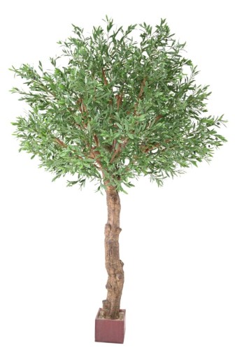 OLIVENBAUM GIANT KRONE PLAST 270 UV