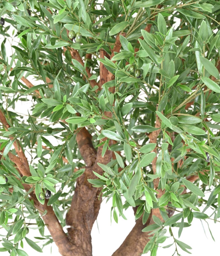 OLIVENBAUM GIANT KRONE PLAST 270 UV