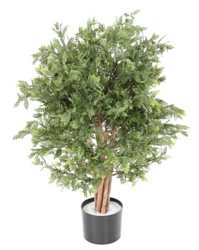 PISTACIA CHINENSIS...