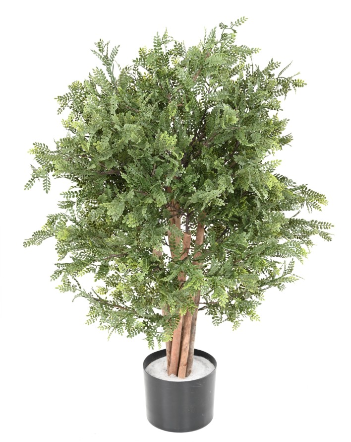 PISTACIA CHINENSIS RESISTENTE A LOS RAYOS UV