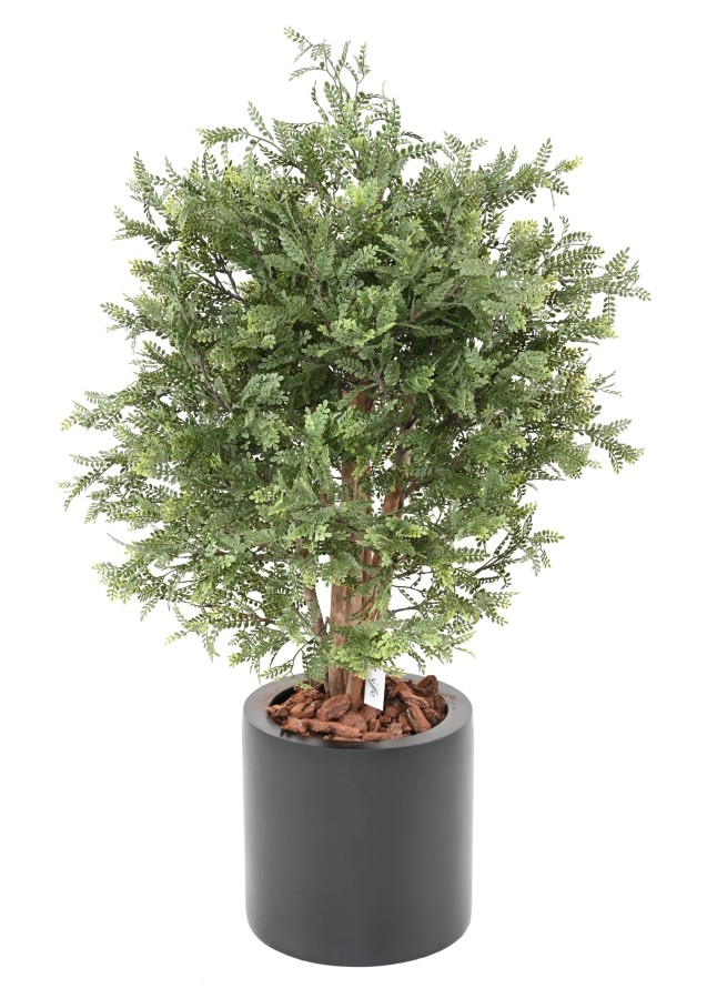 PISTACIA CHINENSIS RESISTENTE A LOS RAYOS UV