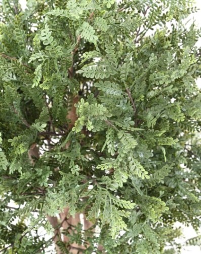 PISTACIA CHINENSIS RESISTENTE A LOS RAYOS UV