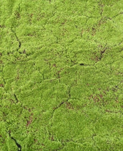 MUSGO BOSCOSO 100x100