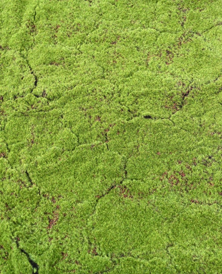 MUSGO BOSCOSO 100x100