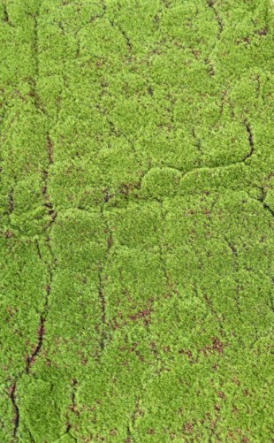 MUSGO BOSCOSO 100x200